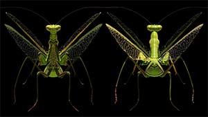 Mantisa Religiosa (Maya/Zbrush)
