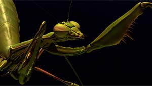Mantisa Religiosa (Maya/Zbrush)