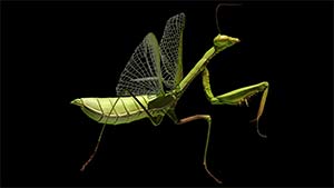 Mantisa Religiosa (Maya/Zbrush)